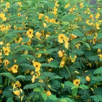 Photo of Partridge Pea (Chamaecrista fasciculata) uploaded by vic