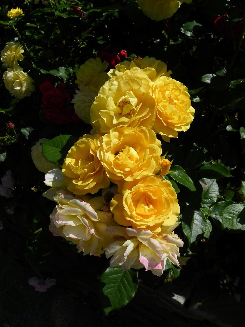 Photo of Floribunda Rose (Rosa 'Julia Child') uploaded by Newyorkrita