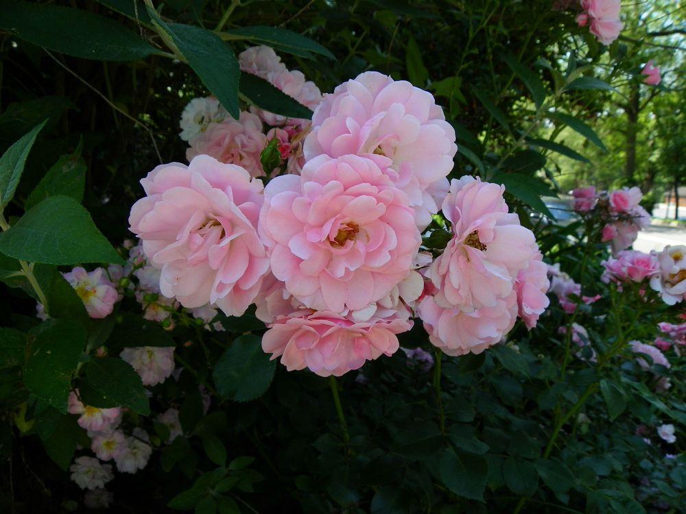 Photo of Shrub Rose (Rosa 'Bonica') uploaded by Newyorkrita