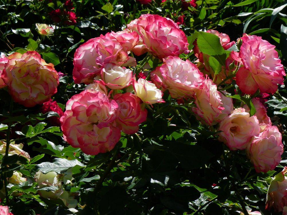 Photo of Rose (Rosa 'Cherry Parfait') uploaded by Newyorkrita
