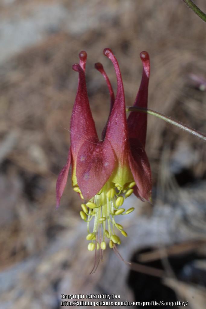 Photo of Eastern Red Columbine (Aquilegia canadensis) uploaded by SongofJoy