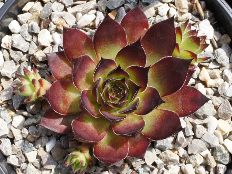 Photo of Hen and Chicks (Sempervivum 'Bitter Chocolate') uploaded by banker07