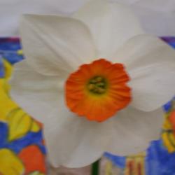 Location: ALL SAINTS Daffodil  Show -Tasmania
Date: 22-9-13