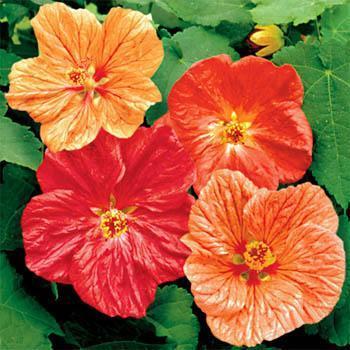 Photo of Flowering Maple (Abutilon 'Bellvue Mix') uploaded by vic