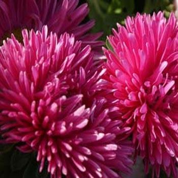 Photo of China Aster (Callistephus chinensis 'Starlight Rose') uploaded by vic