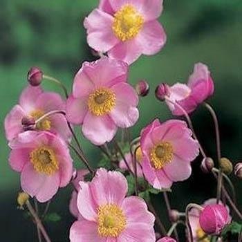 Photo of Wind Flower (Eriocapitella hupehensis 'Pink Saucer') uploaded by vic