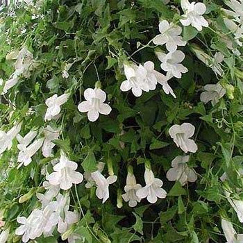 Photo of Twining Snapdragon (Maurandya scandens 'Snow White') uploaded by vic