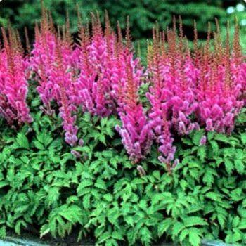 Photo of Dwarf Chinese Astilbe (Astilbe rubra 'Pumila') uploaded by vic
