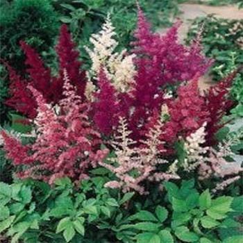 Photo of Astilbe 'Showstar' uploaded by vic