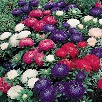 Photo of China Aster (Callistephus chinensis 'Milady Mix') uploaded by vic