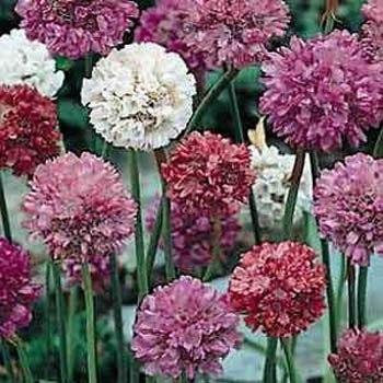 Photo of Sea Thrift (Armeria maritima) uploaded by vic