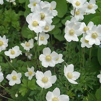 Photo of Snowdrop Anemone (Anemone sylvestris 'Madonna') uploaded by vic