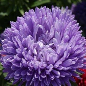 Photo of Aster (Callistephus chinensis 'Gremlin Double Lavender') uploaded by vic