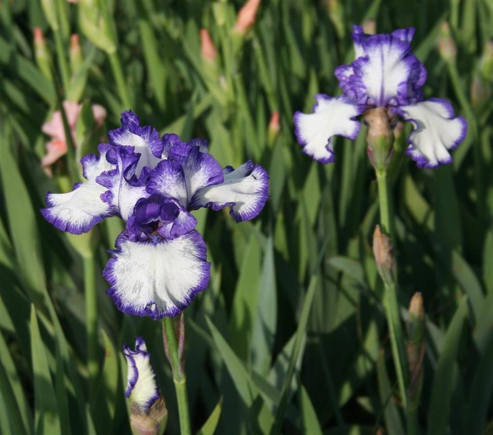 Photo of Tall Bearded Iris (Iris 'Rare Treat') uploaded by KentPfeiffer