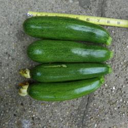 Location: Long Island, NY 
Date: 2013-06-10
common green zucchini