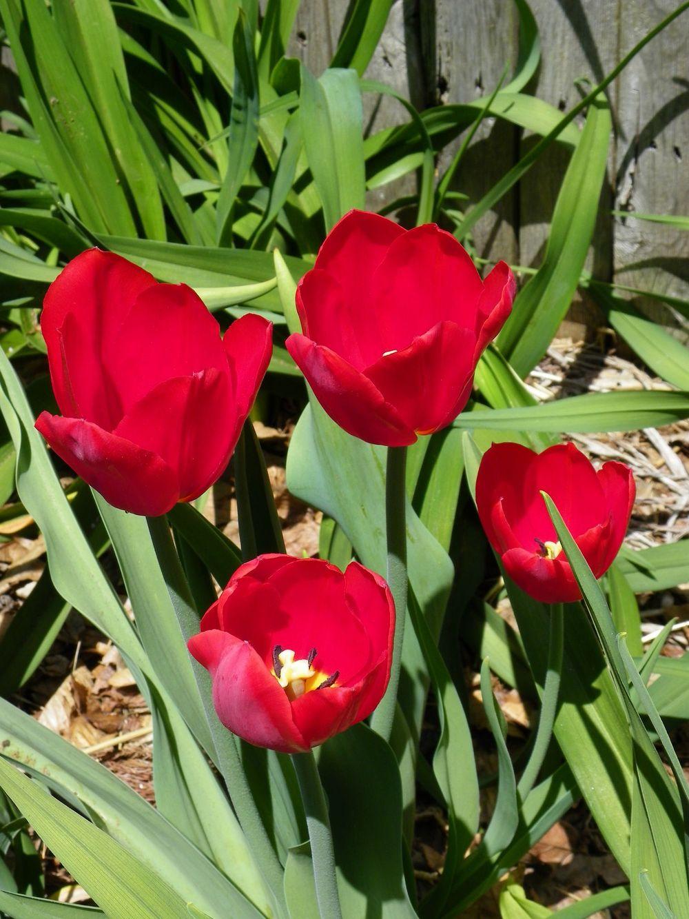 Photo of Single Late Tulip (Tulipa 'Kingsblood') uploaded by Newyorkrita