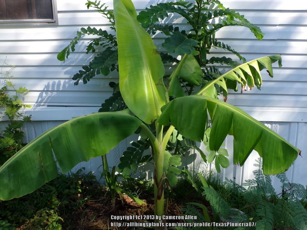 Photo of Banana (Musa acuminata) uploaded by TexasPlumeria87