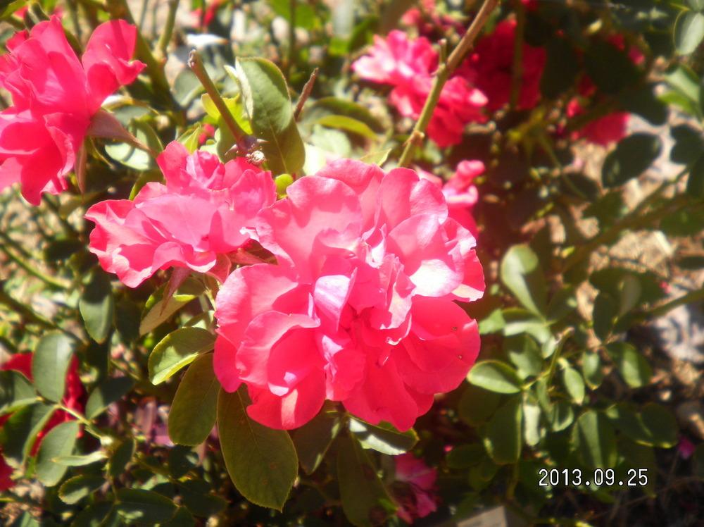 Photo of Rose (Rosa 'Trumpeter') uploaded by abigail