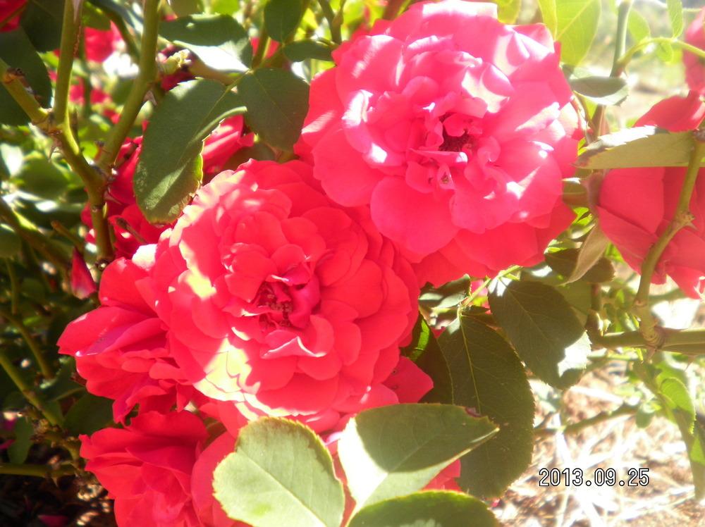 Photo of Rose (Rosa 'Trumpeter') uploaded by abigail
