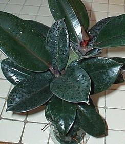 Photo of Rubber Plant (Ficus elastica) uploaded by purpleinopp