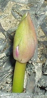 Photo of Surprise Lily (Lycoris squamigera) uploaded by purpleinopp