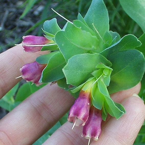 Photo of Honeywort (Cerinthe major subsp. purpurascens) uploaded by purpleinopp