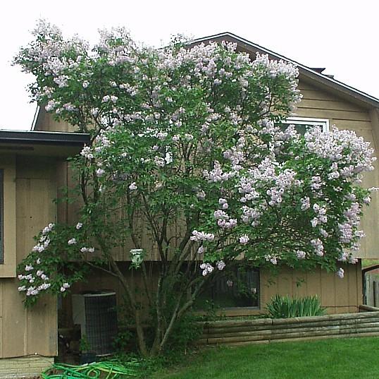 Photo of Common Lilac (Syringa vulgaris) uploaded by purpleinopp