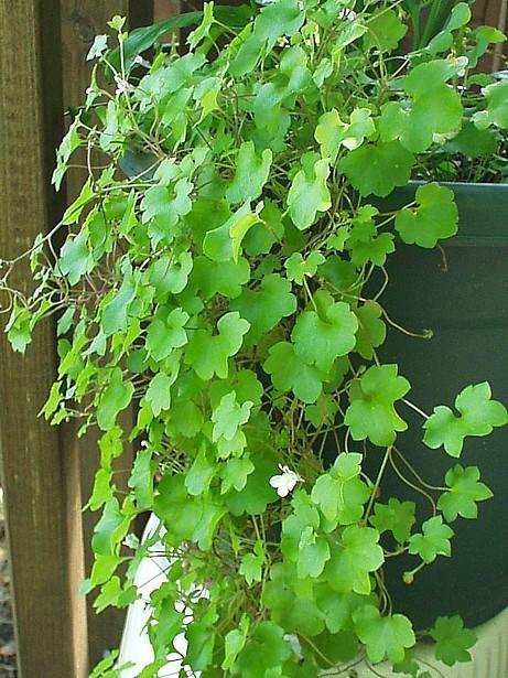 Photo of Kenilworth Ivy (Cymbalaria muralis) uploaded by purpleinopp