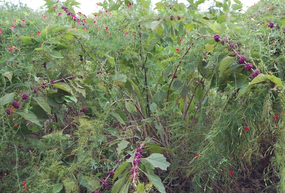 Photo of American Beautyberry (Callicarpa americana) uploaded by purpleinopp