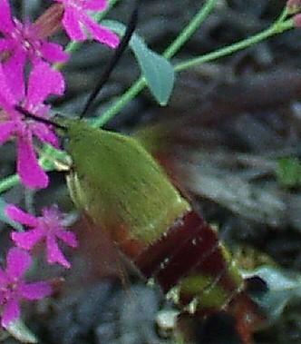 Photo of Garden Catchfly (Silene rubella subsp. rubella) uploaded by purpleinopp