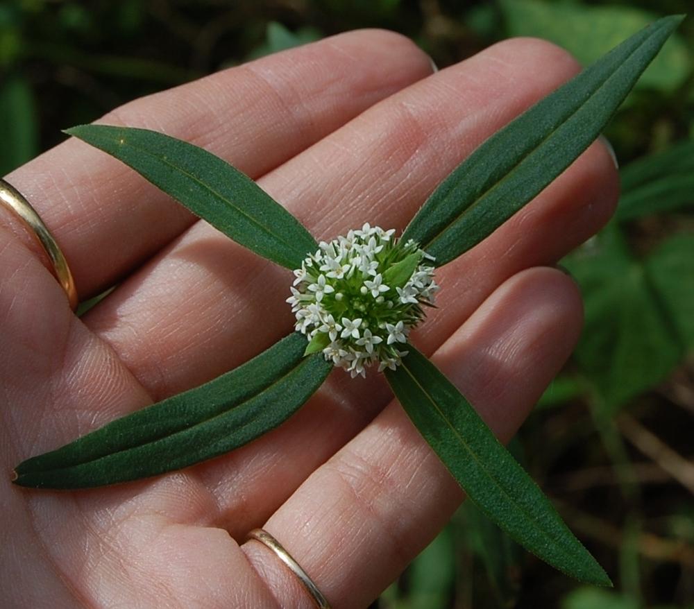 Photo of Smooth False Buttonweed (Spermacoce glabra) uploaded by purpleinopp