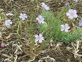 Photo of Blue Flax (Linum perenne) uploaded by purpleinopp