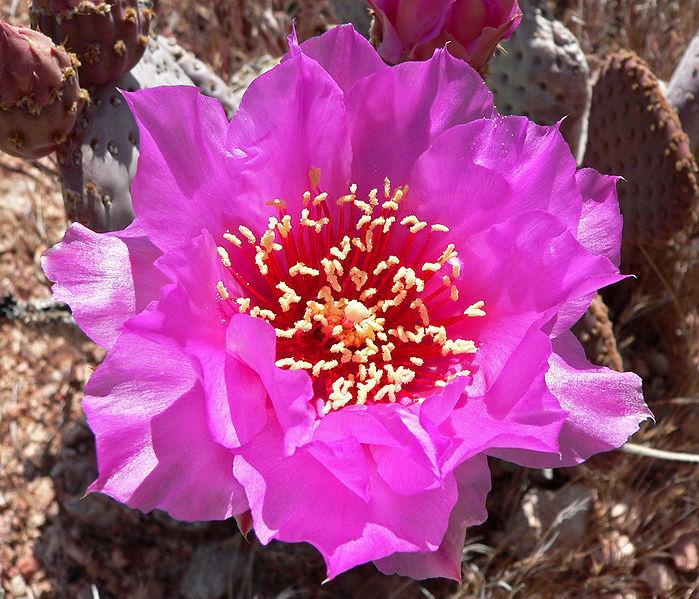 Photo of Beavertail Cactus (Opuntia basilaris) uploaded by robertduval14