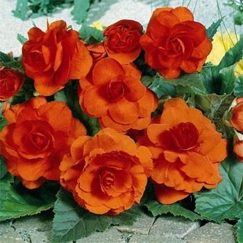 Photo of Roseform Begonia (Begonia x tuberhybrida Amerihybrid® Ruffles Orange) uploaded by vic