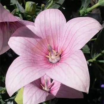 Photo of Balloon Flower (Platycodon grandiflorus 'Astra Pink') uploaded by vic