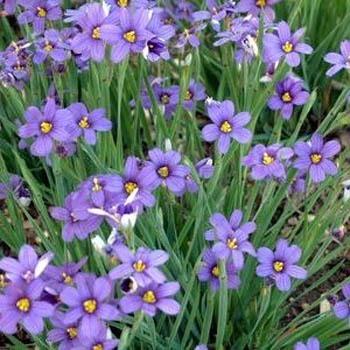 Photo of California Blue-Eyed Grass (Sisyrinchium bellum) uploaded by vic