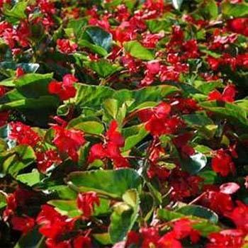 Photo of Wax Begonia (Begonia semperflorens 'Wax Red') uploaded by vic