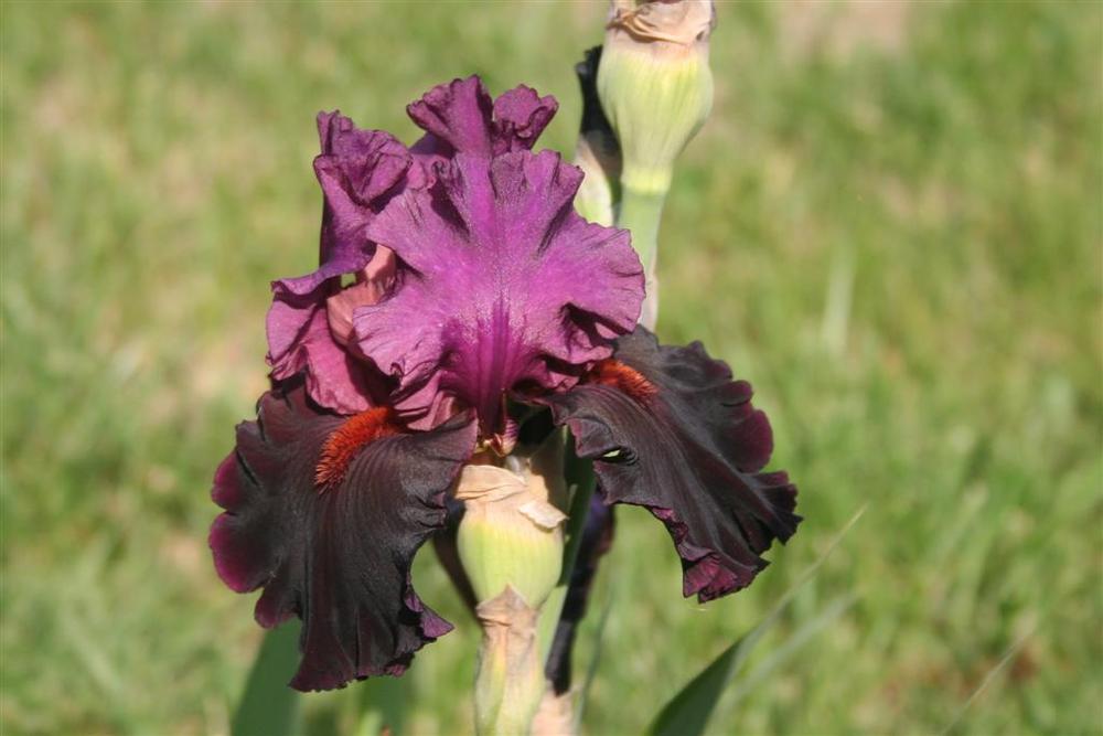 Photo of Tall Bearded Iris (Iris 'Saturn') uploaded by KentPfeiffer