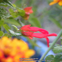 Location: My garden in Kentucky
Date: 2013-09-24
Love these long and bright orange flowers!  The true color didn't
