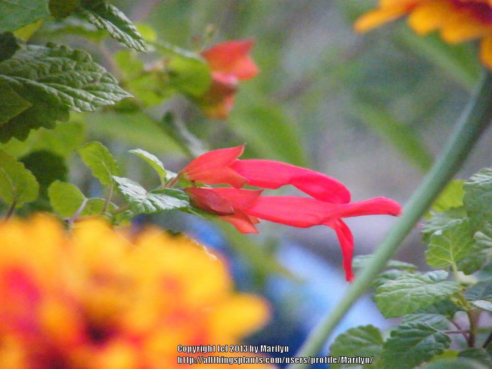Photo of Orange Mountain Sage (Salvia regla 'Royal') uploaded by Marilyn