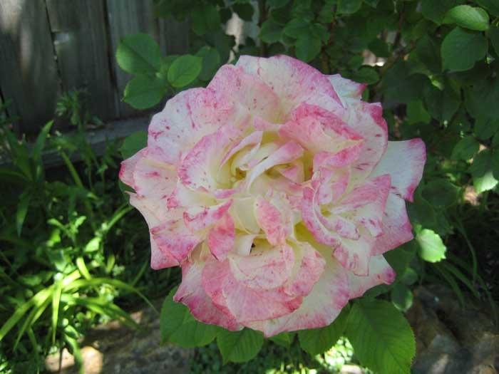 Photo of Hybrid Tea Rose (Rosa 'Double Delight') uploaded by Natalie