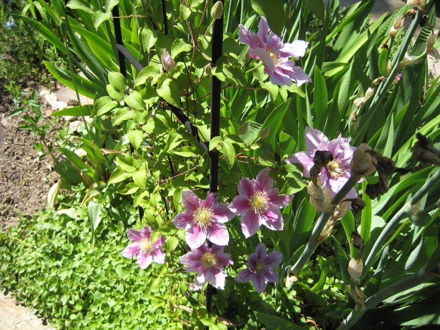 Photo of Clematis 'Piilu' uploaded by Natalie