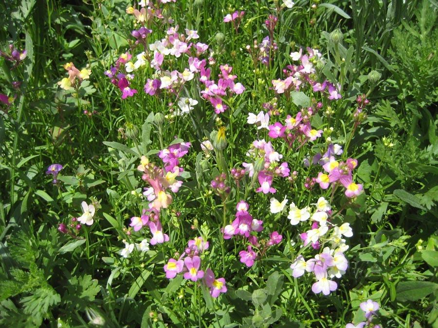 Photo of Toadflax (Linaria maroccana) uploaded by Natalie