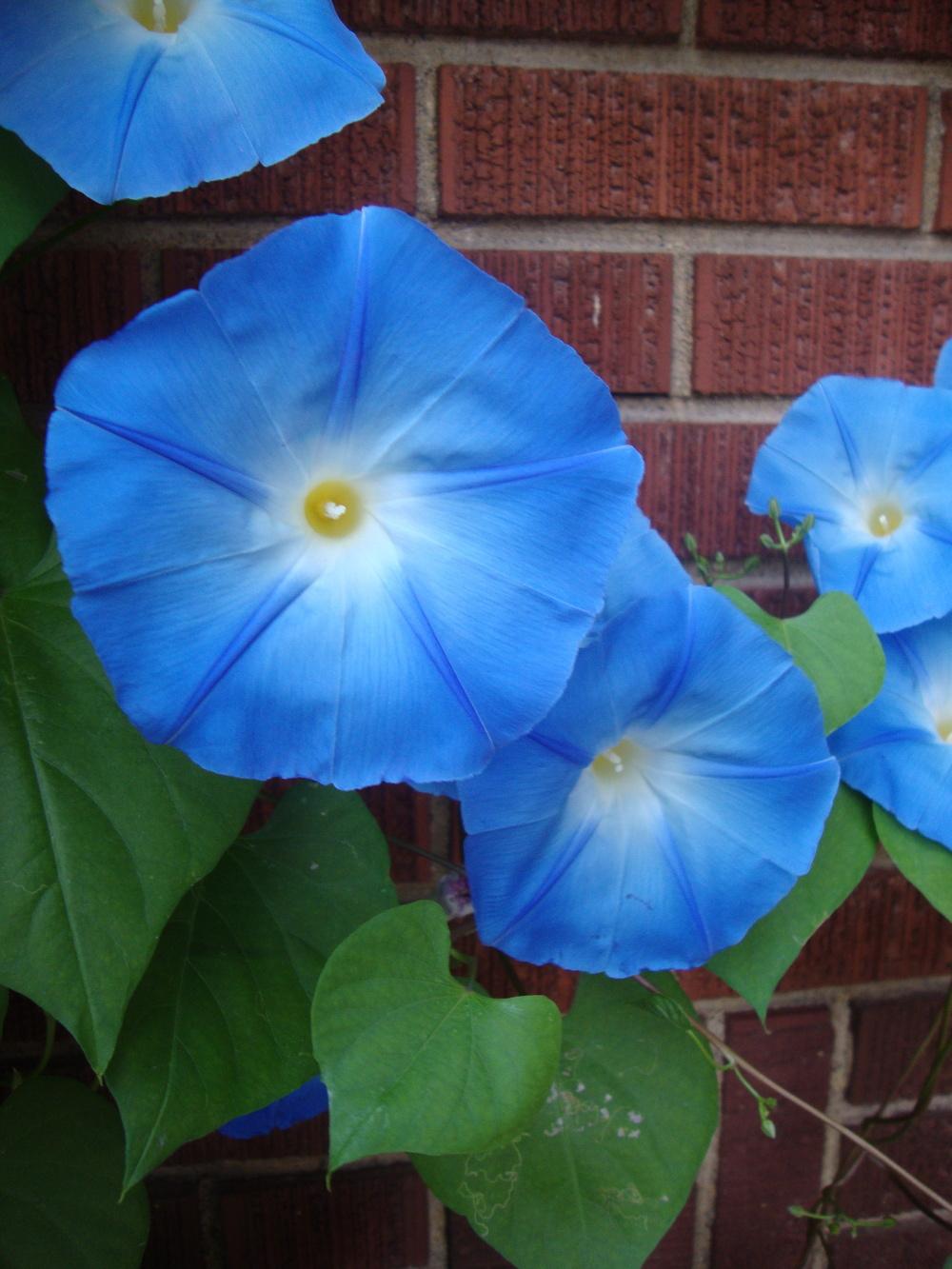 Photo of Morning Glory (Ipomoea tricolor 'Heavenly Blue') uploaded by Paul2032