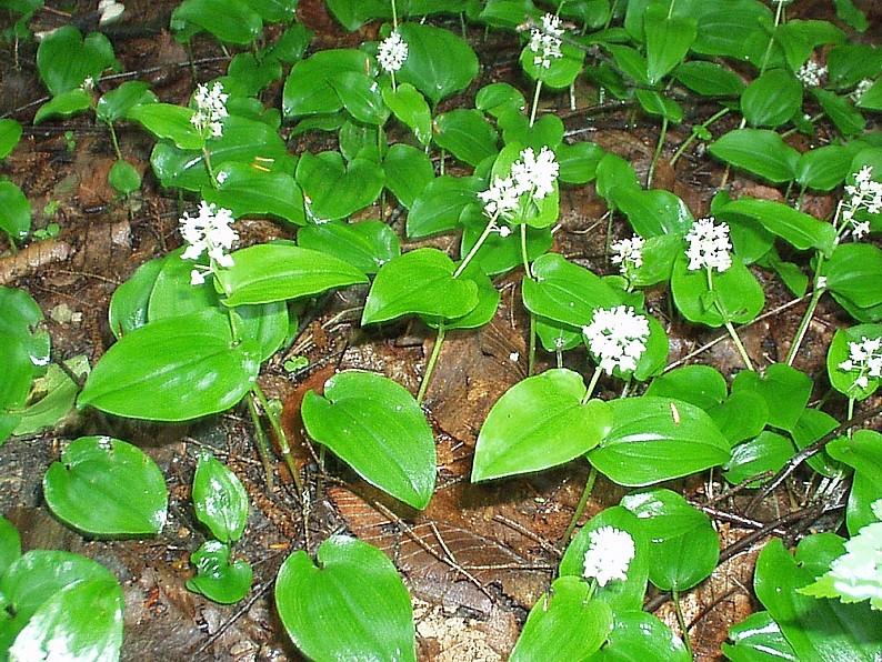 Photo of False Lily of the Valley (Maianthemum canadense) uploaded by purpleinopp