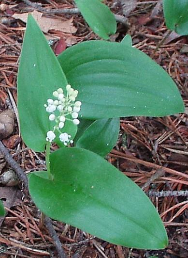 Photo of False Lily of the Valley (Maianthemum canadense) uploaded by purpleinopp