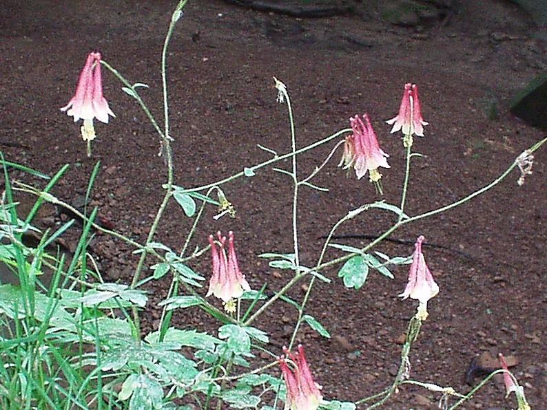 Photo of Eastern Red Columbine (Aquilegia canadensis) uploaded by purpleinopp