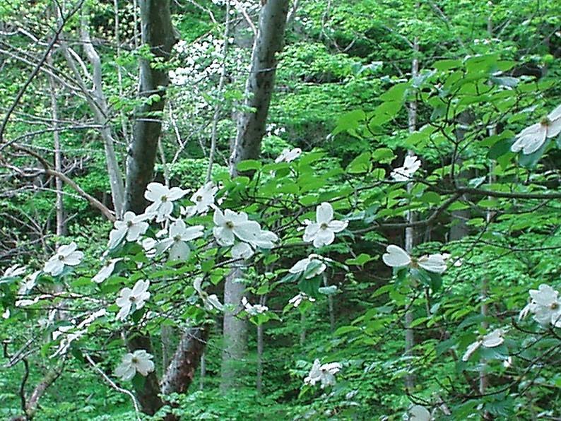 Photo of Flowering Dogwood (Cornus florida) uploaded by purpleinopp
