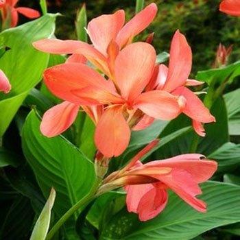 Photo of Canna (Canna x generalis 'Salmon Pink') uploaded by vic
