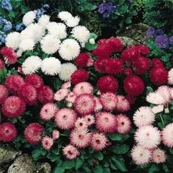 Photo of English Daisy (Bellis perennis 'Super Enorma Mix') uploaded by vic